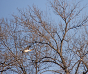 Northern Harrier 6336